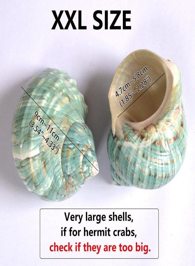iao.v.p 2pcs XXL Hermit Crab Shells, Natural Sea Conch, Green, Polished, Coastal, Tabletop Ornaments, Holds Up to 1.9-2.2" Hermit Crab, 3.5-3.9" Length - Image 2